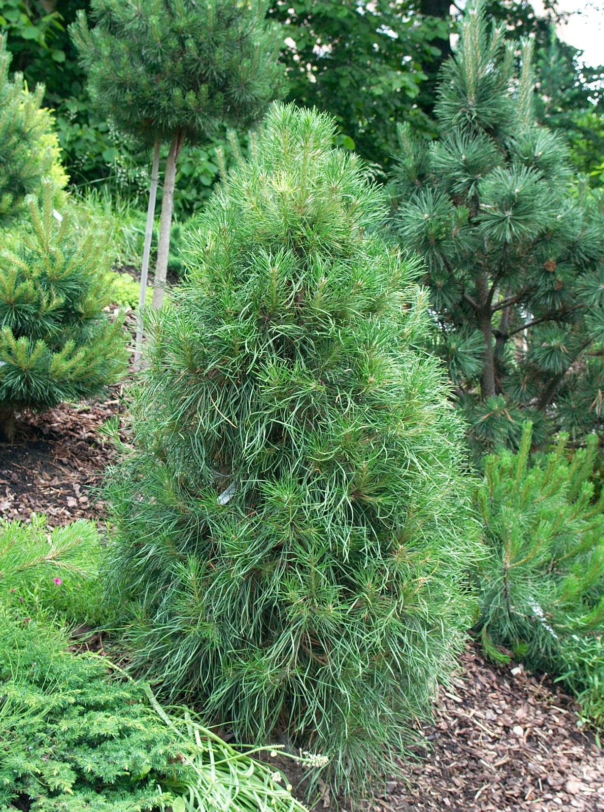 Conifers that attracts wild animals