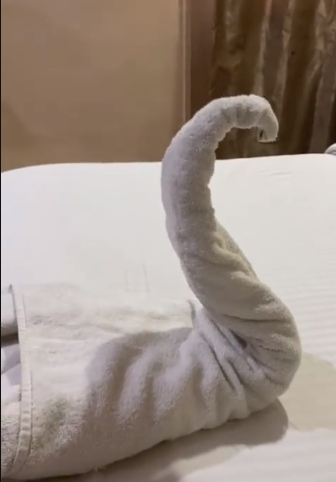 “I can’t sleep in this room” – Hotel guest cries out after entering his room, only to see snake-shaped towel on his bed
